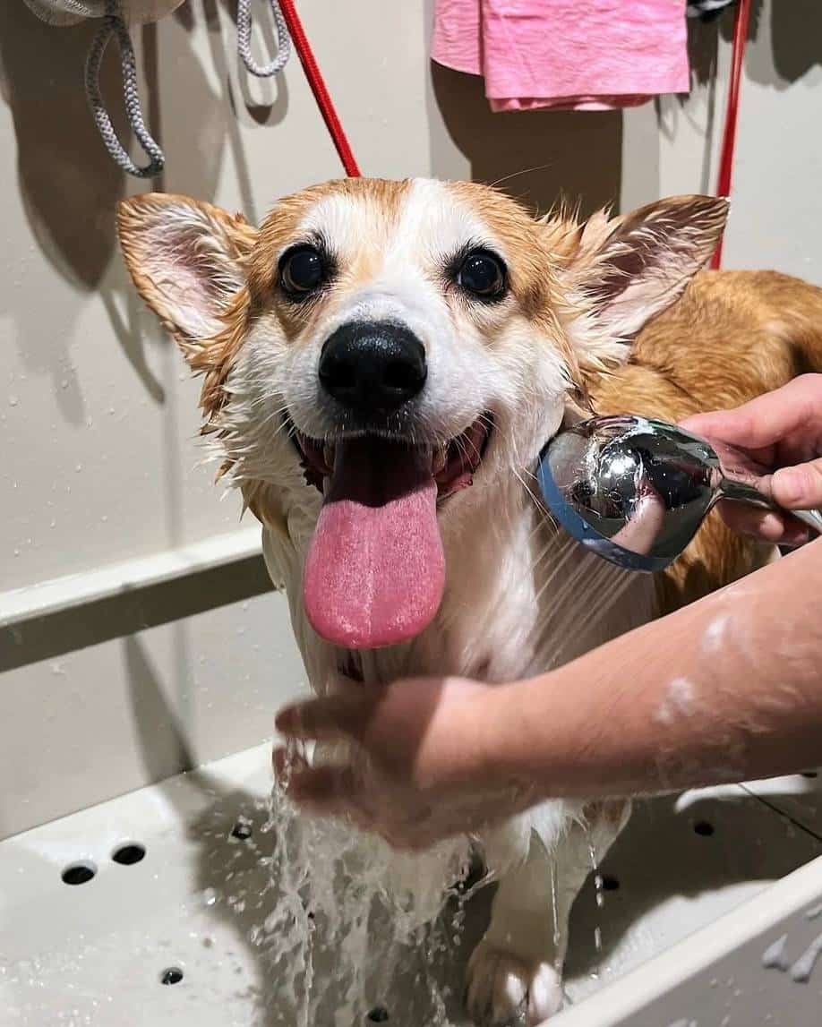 Woof!