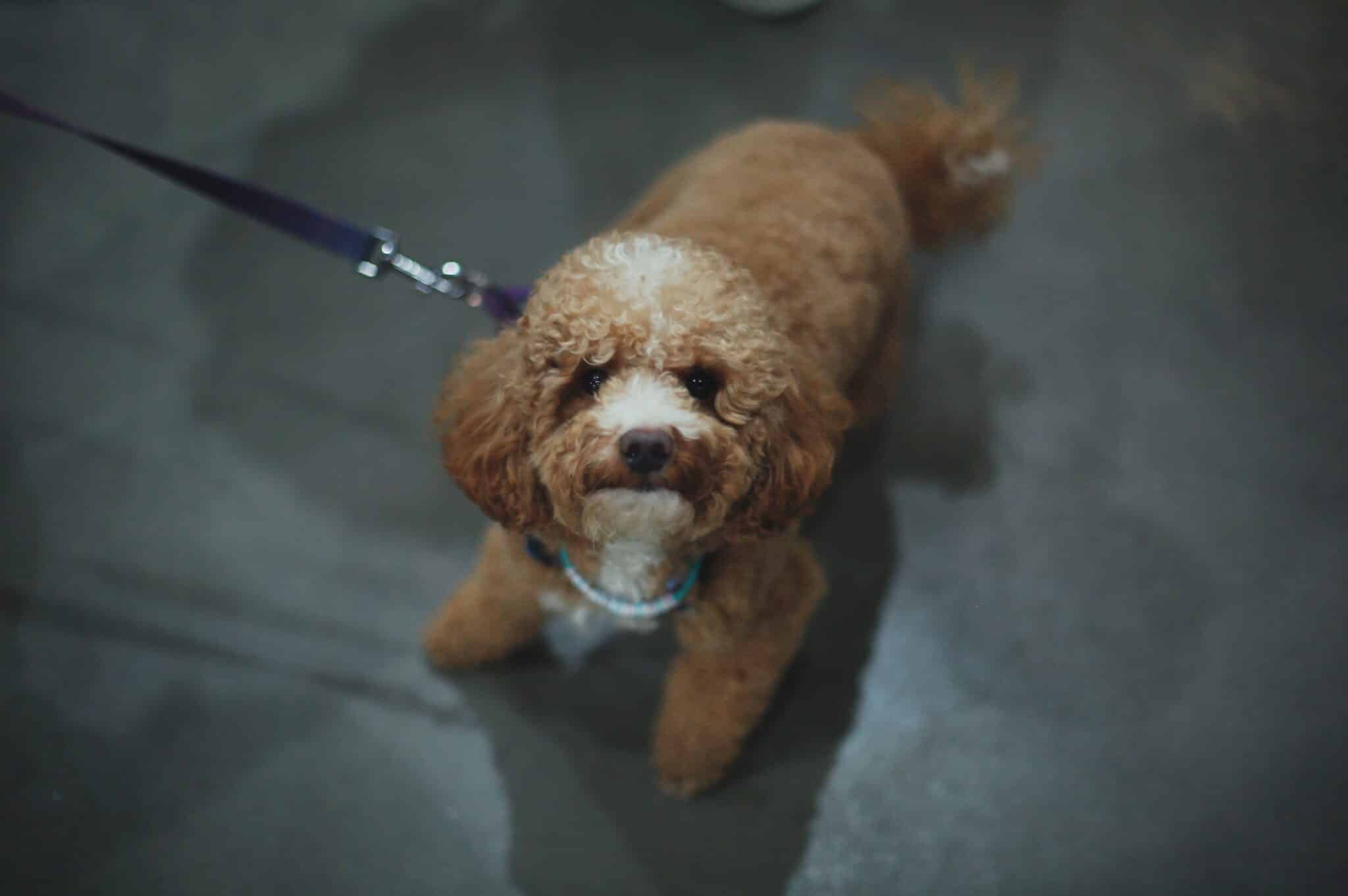 Интеллигентная барахолка