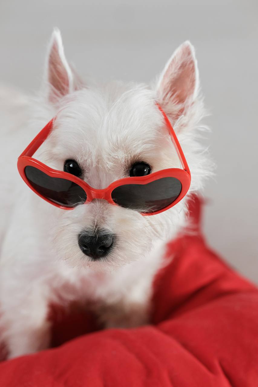 Фотодень в День Святого Валентина